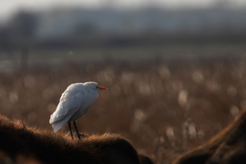 Gubbasztás bivalyháton... -- 