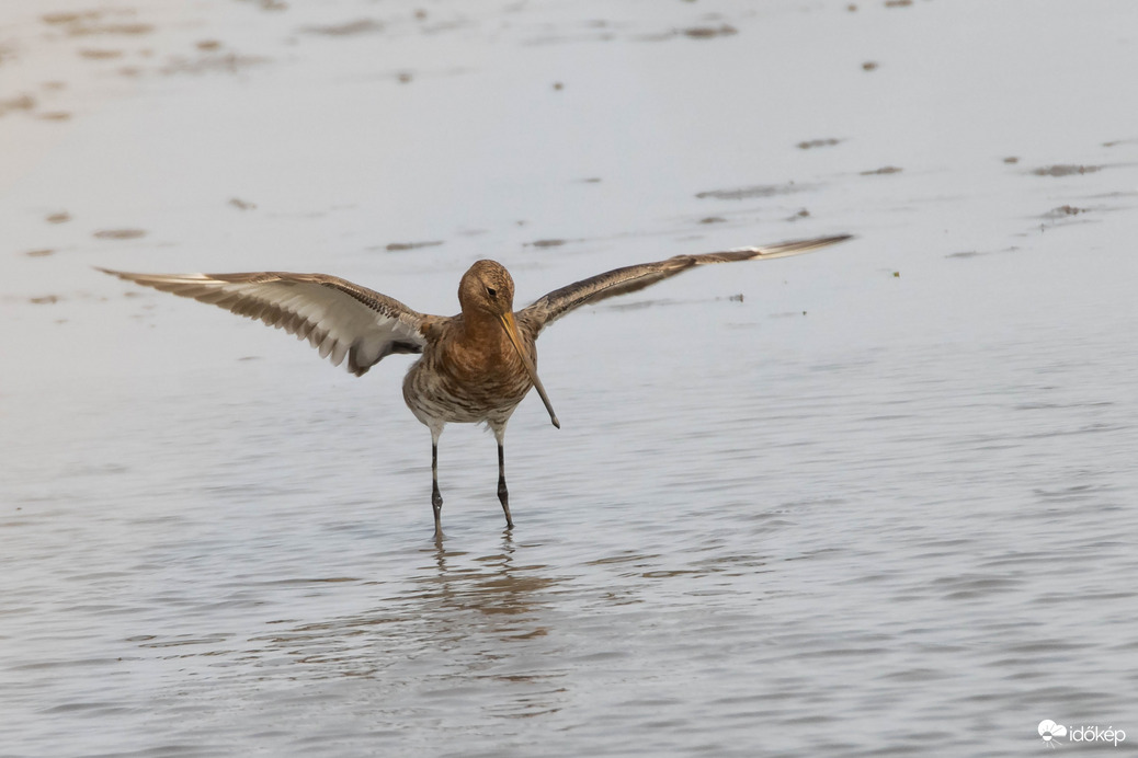 Ekkora halat fognék ha halevő lennék, de nem vagyok...