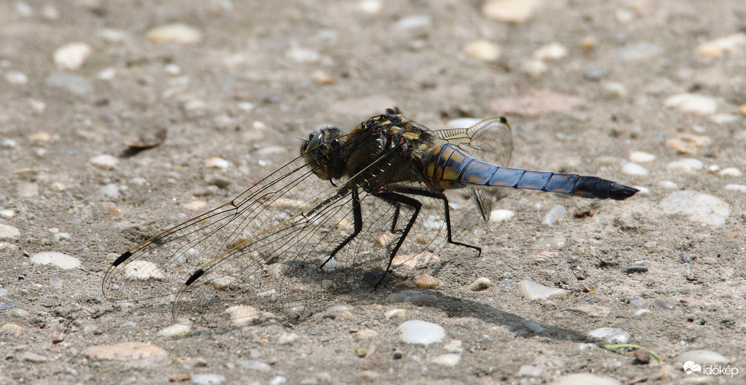 Helikopter