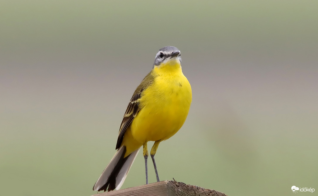 Sárga billegető