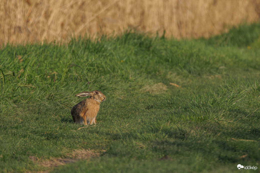 Nyuszi ül a fűben...