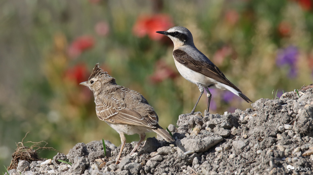 Csúcsforgalom a kilátón
