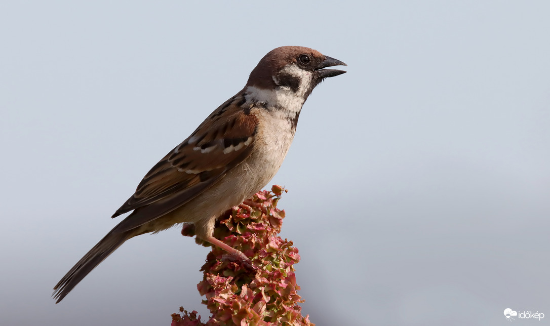 A mezei veréb továbbra is szép madár...