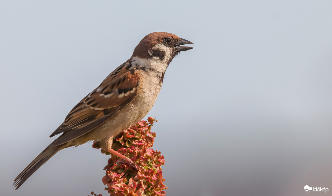 Mezei veréb Időkép Képtár