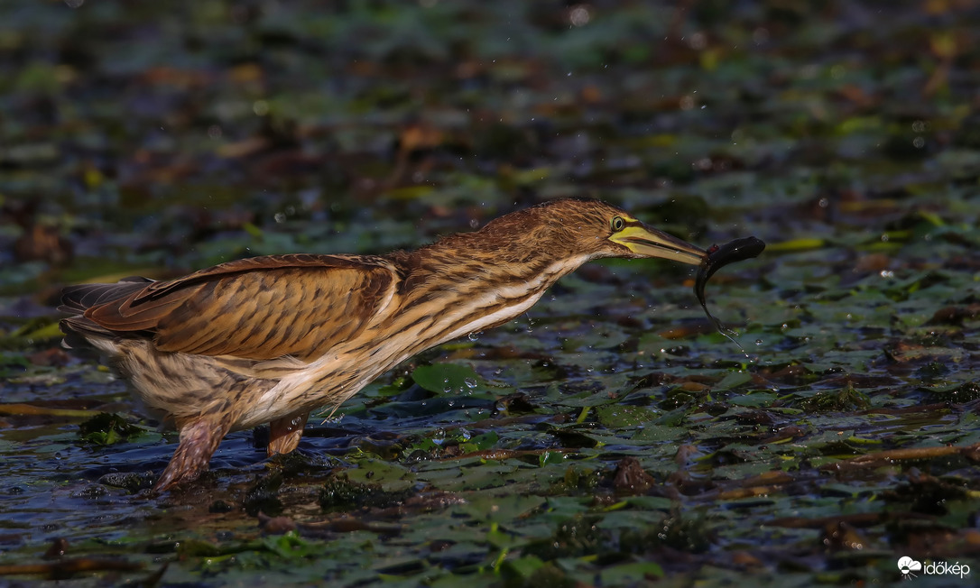 A szurony működés közben