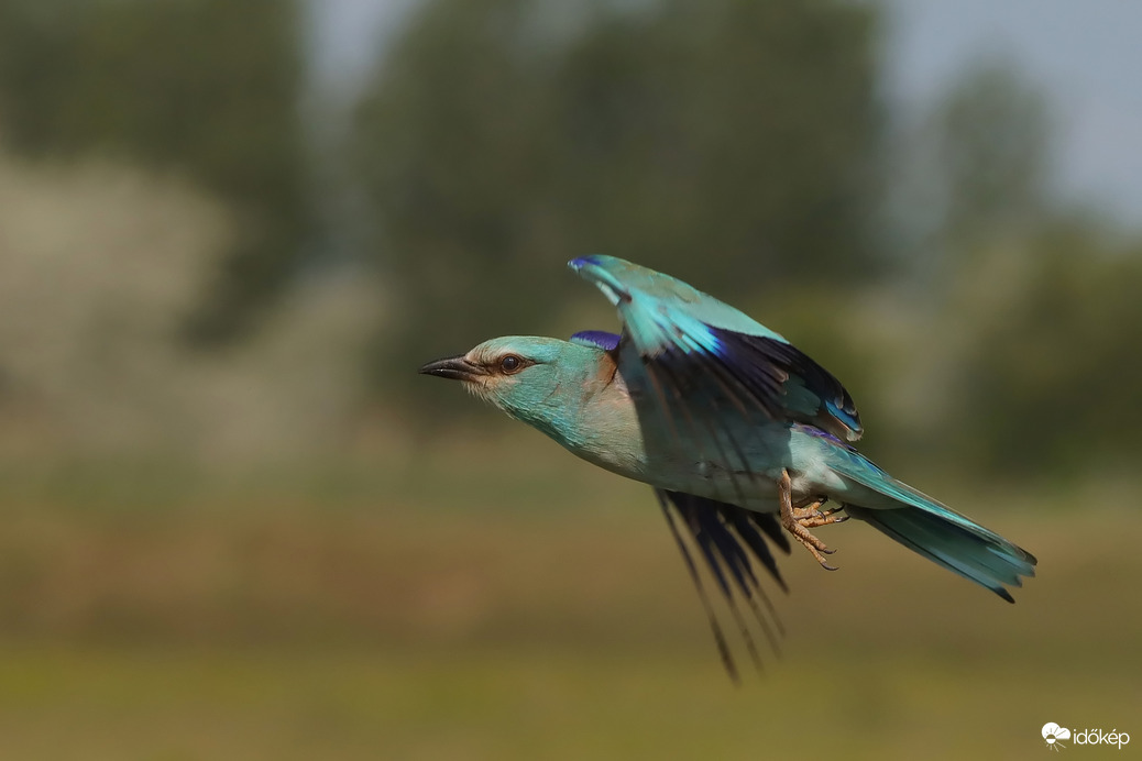 Immár a hajnalmadár volt a sztár - és amint suhan már a kékmadár, - azt jelzi már, hogy itt a nyár... -- 