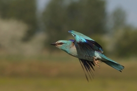 Immár a hajnalmadár volt a sztár - és amint suhan már a kékmadár, - azt jelzi már, hogy itt a nyár... -- 