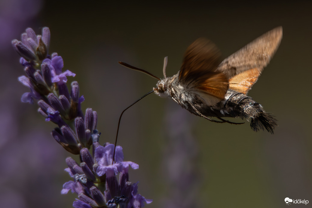 A magyar kolibri -- 
