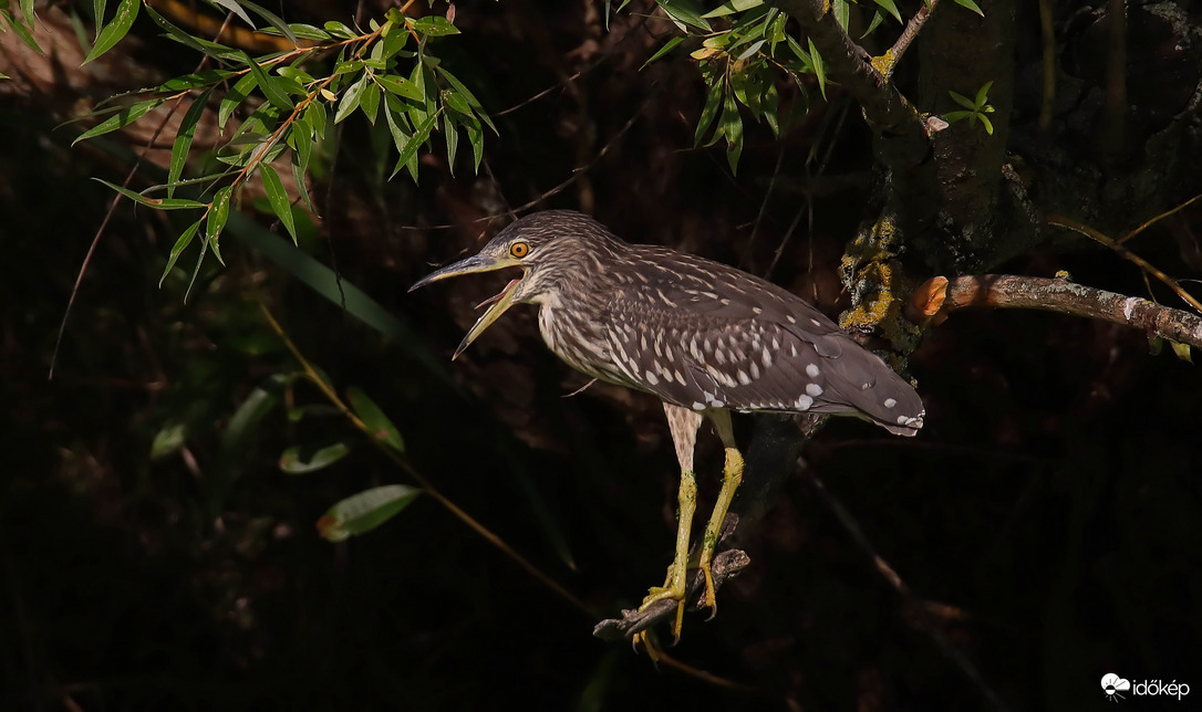 Hol vagytok halacskák?