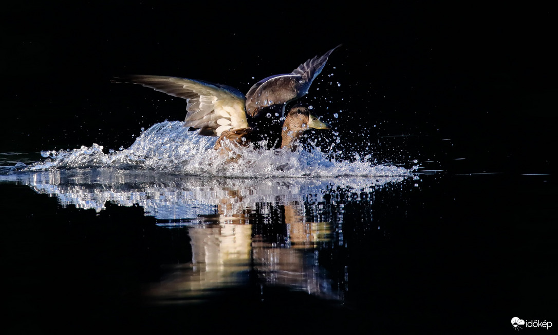 Hajnali vízreszállás