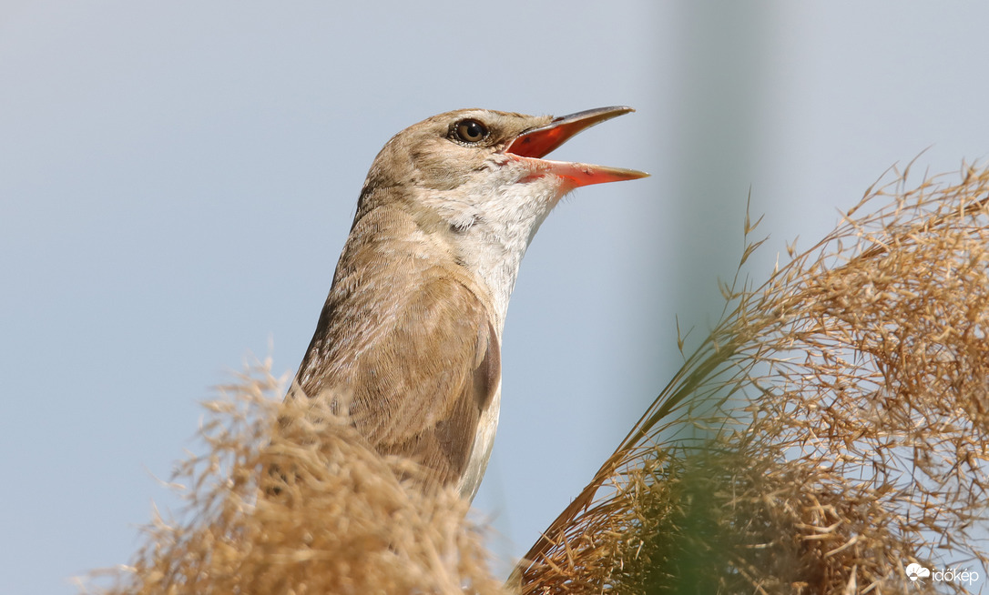 A nevem Rigó, Nádi Rigó