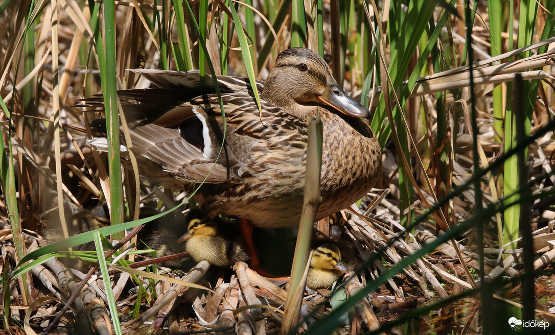 Hűsölés anya alatt...