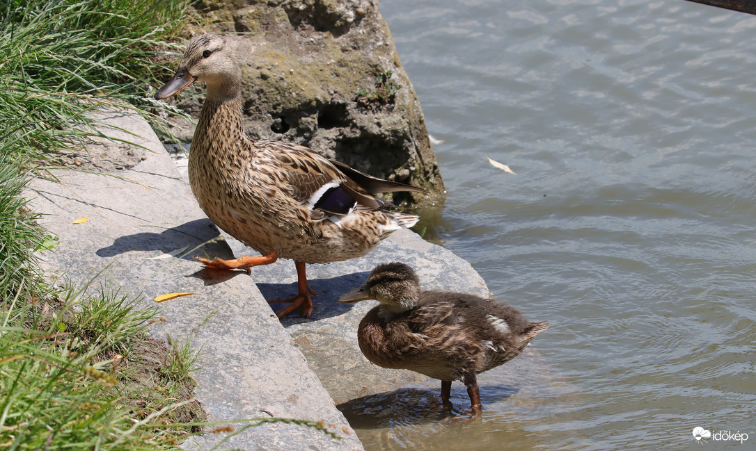 Látod?  Így kell lépcsőzni.