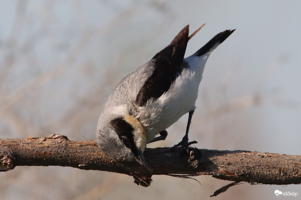 Csicsika... ja nem csak vakarózás... :)