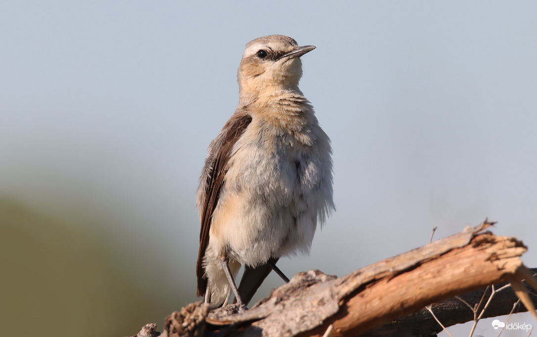 Én leszek a legszebb....