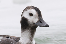 Egy jeges fejszerkezet... -- 