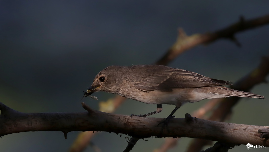 Szürke "darázskapó"