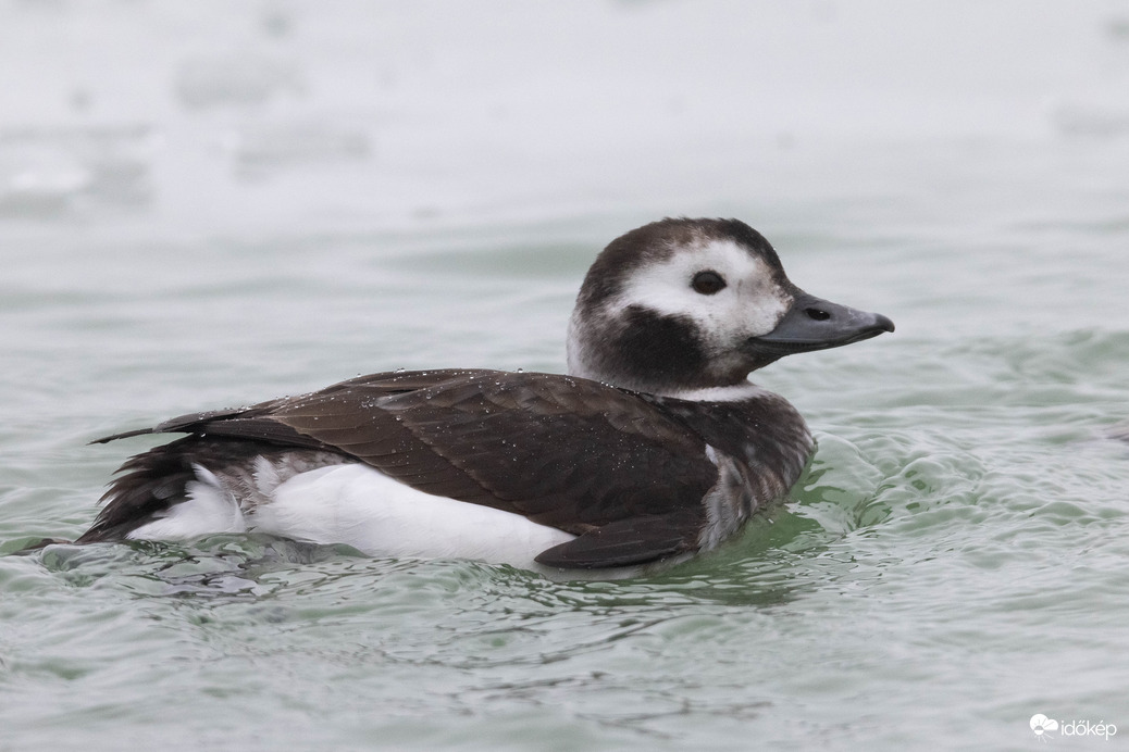 Sarkvidéki vendég -- 