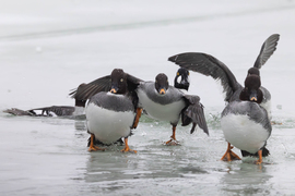 Be ne tojjál tesó! -- 