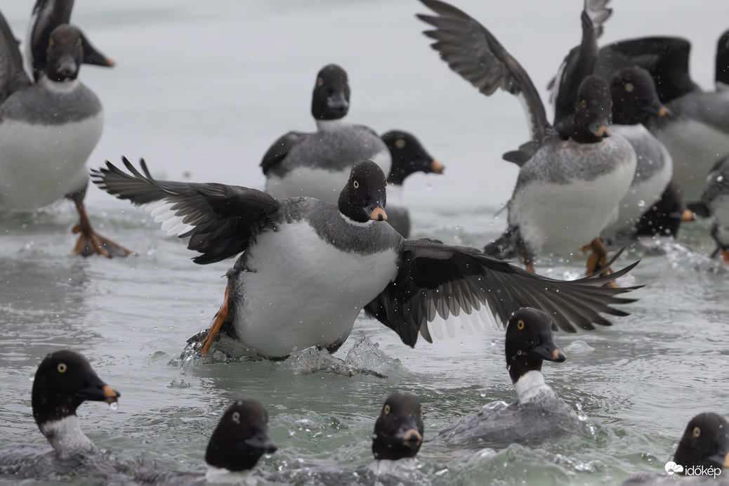Vigyázat kényszerleszállás a kettes kifutón! A becsapódás elkerülhetetlen... -- 