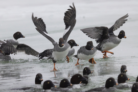 Kérem vigyázzanak, a récék távoznak! -- 