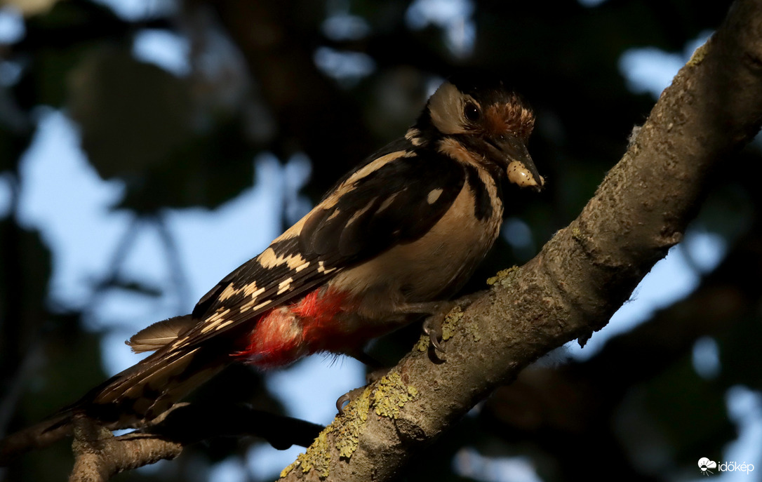 Meghoztam a vacsit...