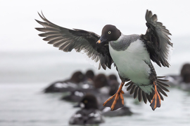 Érkező kerceréce...