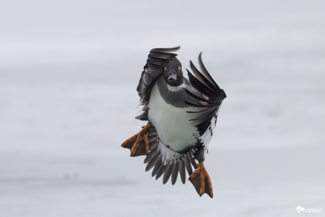 Kérem engem ne fotózzon, szégyenlős vagyok... -- 