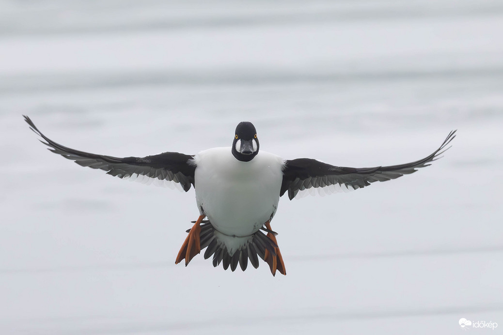 Futómű kiengedve... -- 