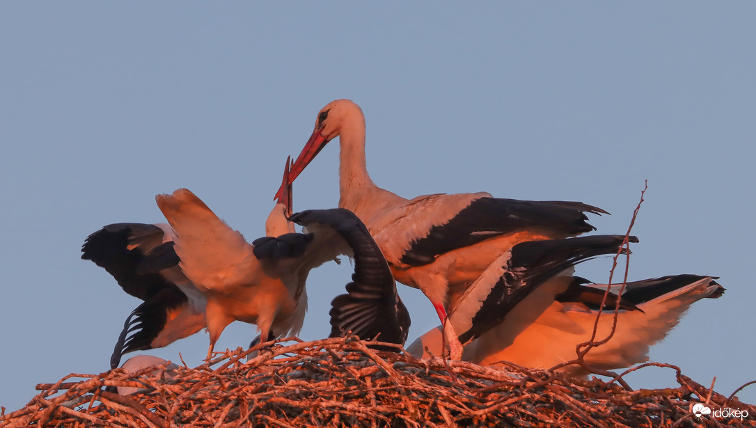 Etetés naplemente idején