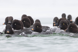 A lihogó fenntartói... -- 