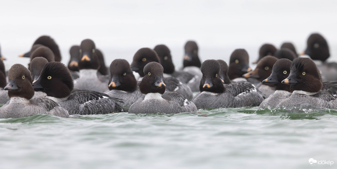 Búvár osztag... -- 