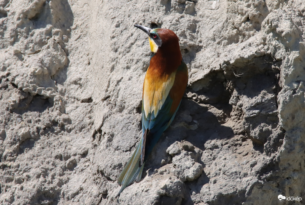 Indulhat az építés