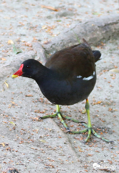 Vizityúk