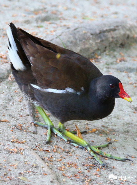 Vizityúk