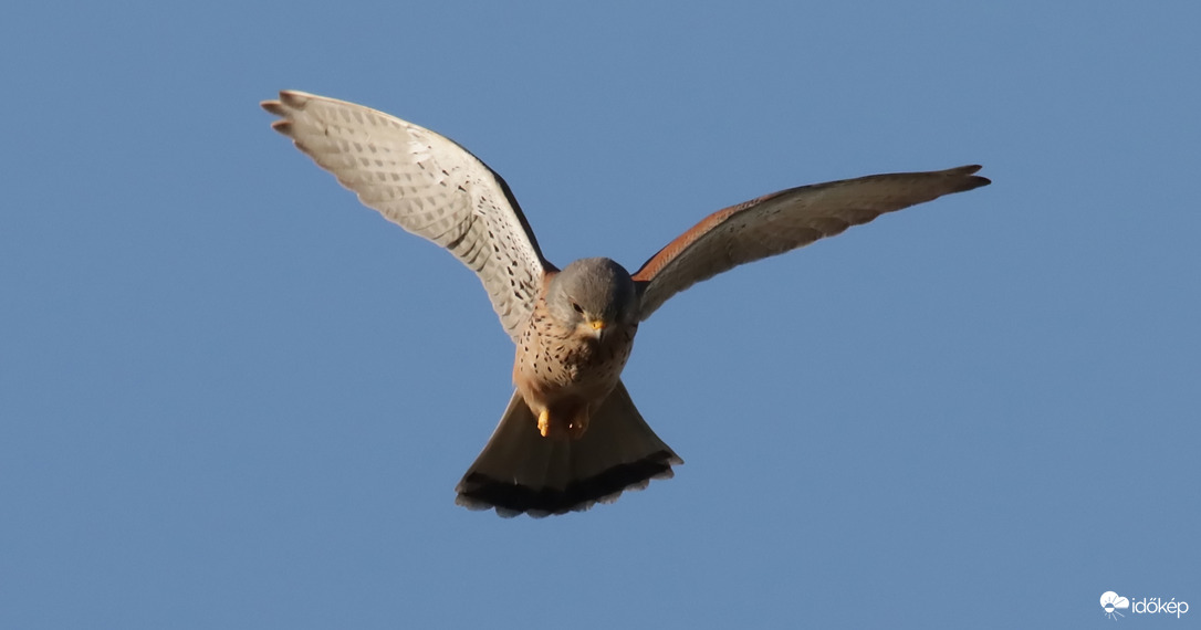 Egy helyben repülő