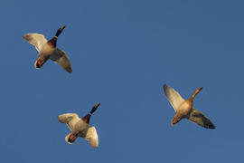 Nehézbombázók... -- 