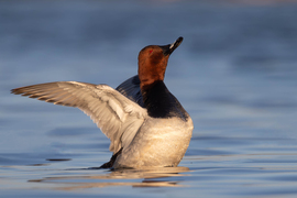 Én vagyok a gácsér!!! -- 