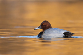 Az ördögszemű aranyban... -- 