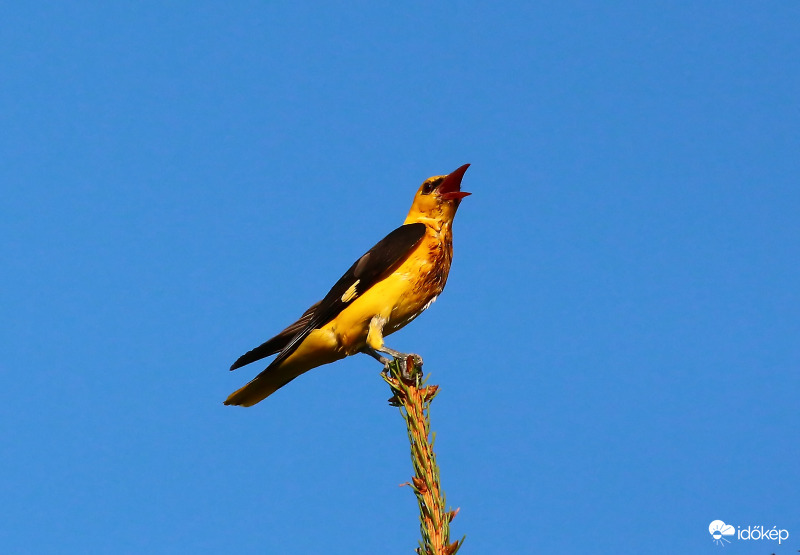 A daloló