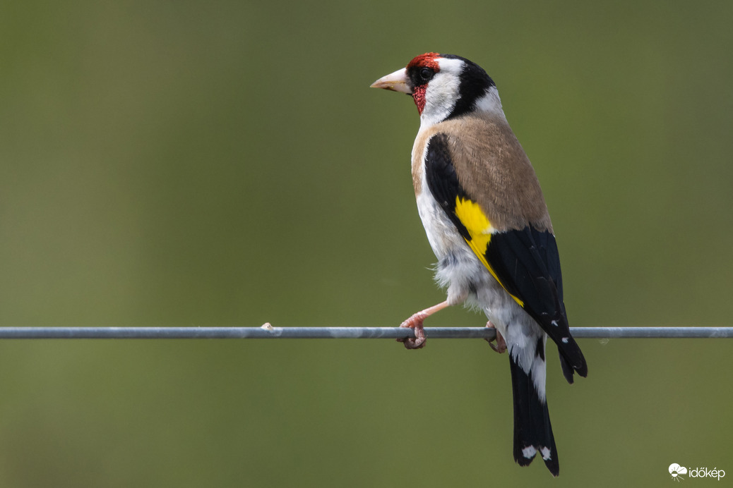Piros, fehér, fekete - ez egy kismadár feje - fekete, barna, sárga - ez pediglen a szárnya...