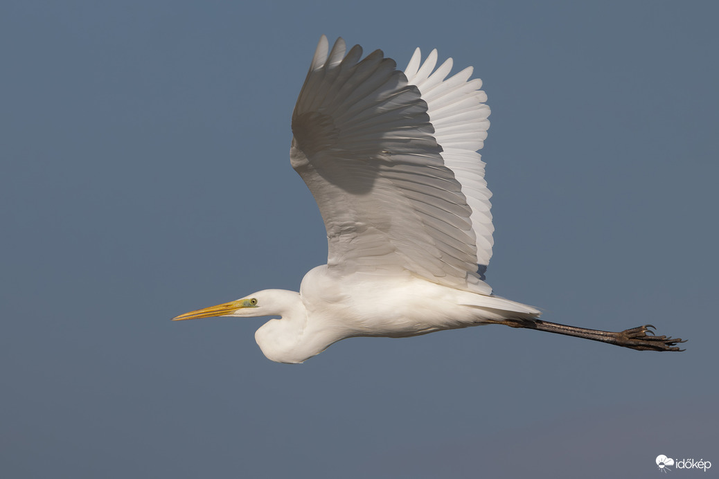 Kecsesen hasítja a levegőt -- 