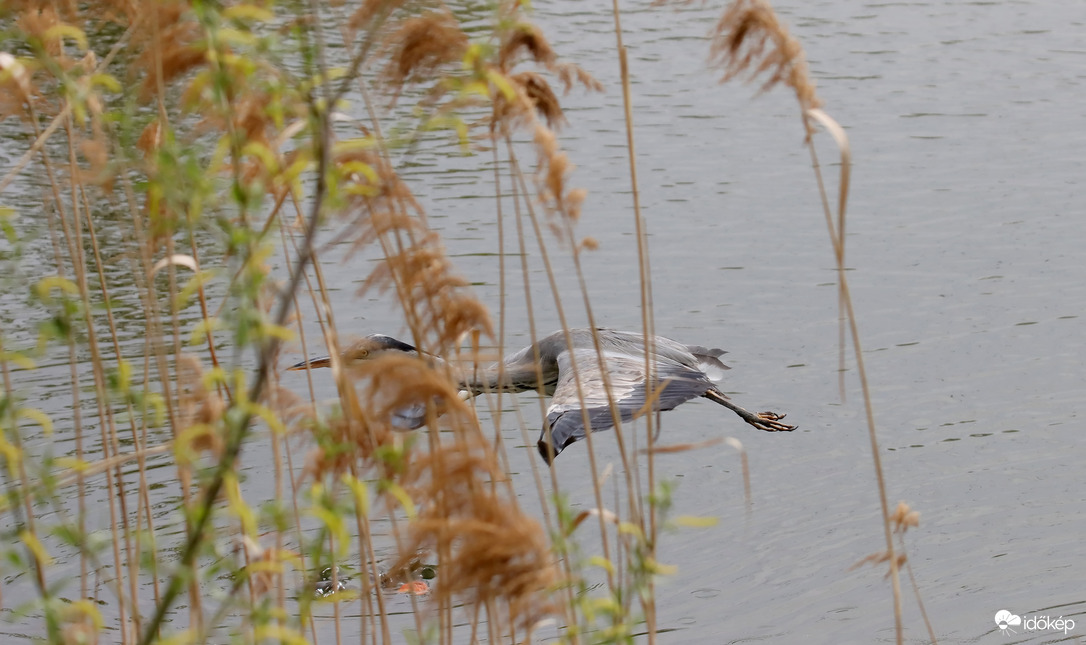 Amikor jön a nádas...