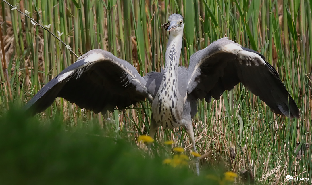 Na gyere küzdjünk meg... vagy a nézzünk bután győztese... :)