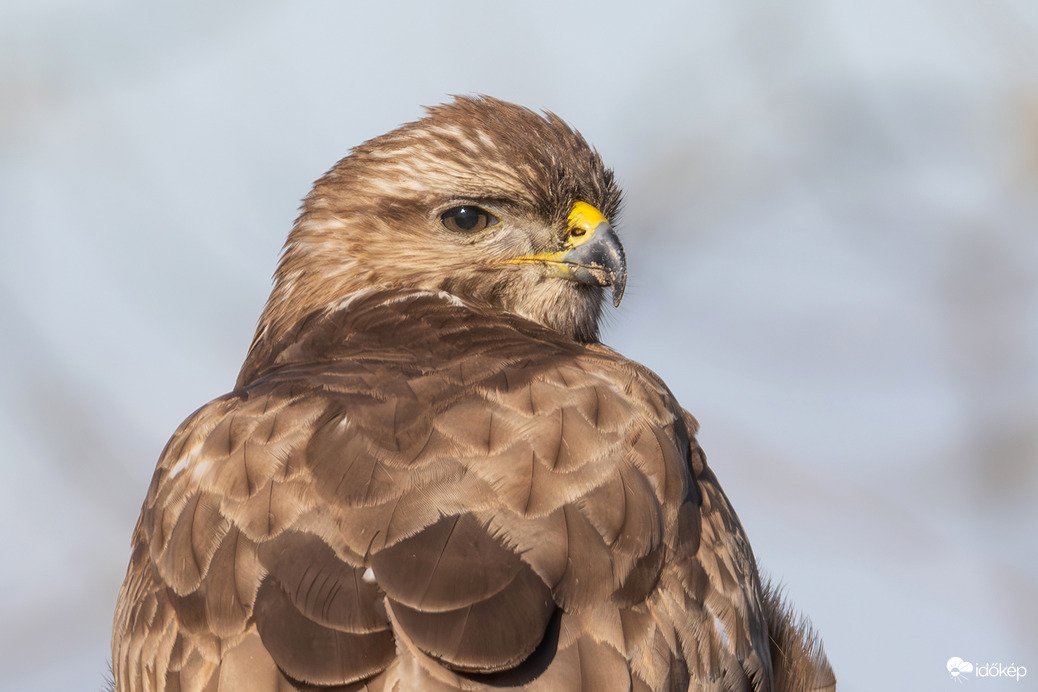 Hátul is van szemem... -- 