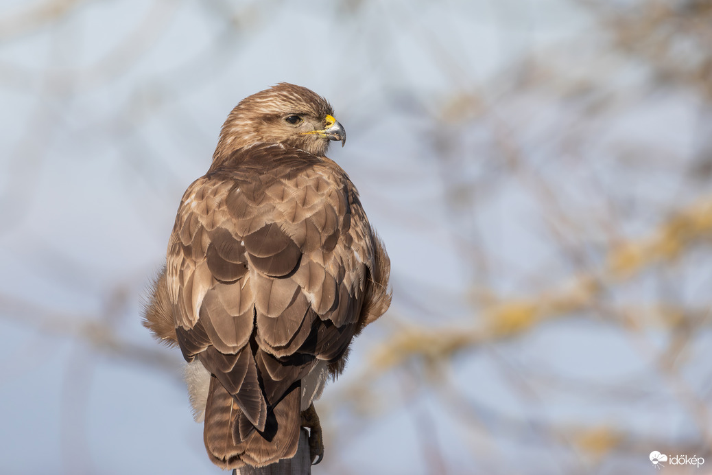 Errefele egy szeles reggelen egeret lesve repkedtem, de nem leltem, mert elszelelt ezerrel s begyem nem lett tele vele... -- 