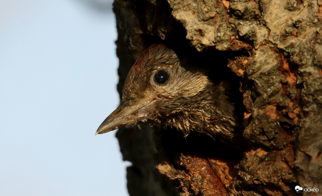 Minden este kidugom a fejem...