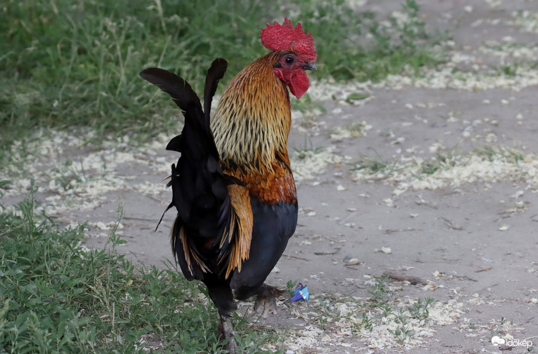 Kakas a Duna parton :)