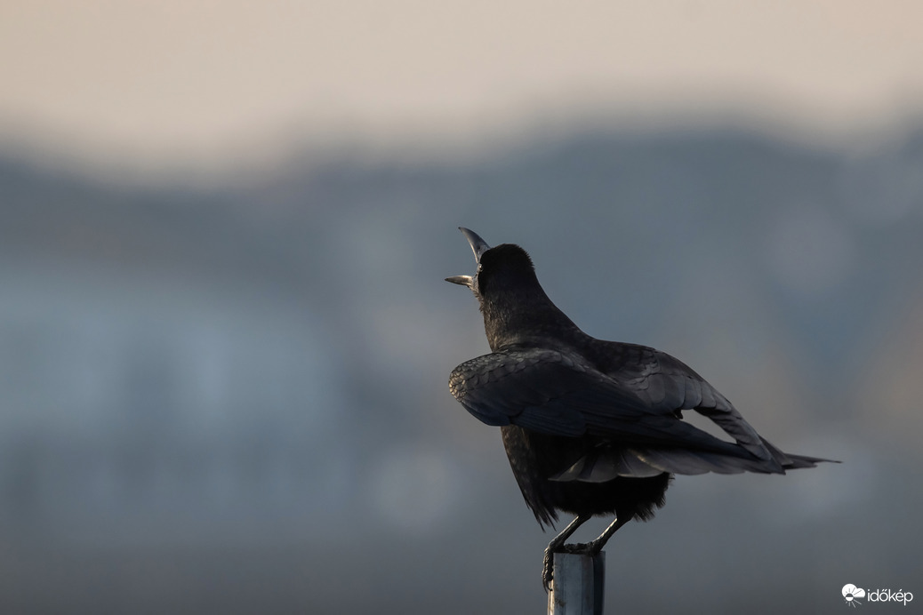 Káááár..., hogy sokan azt gondolják "csak egy varjú" vagyok, de én is madár vagyok, úgyhogy itt a helyem...