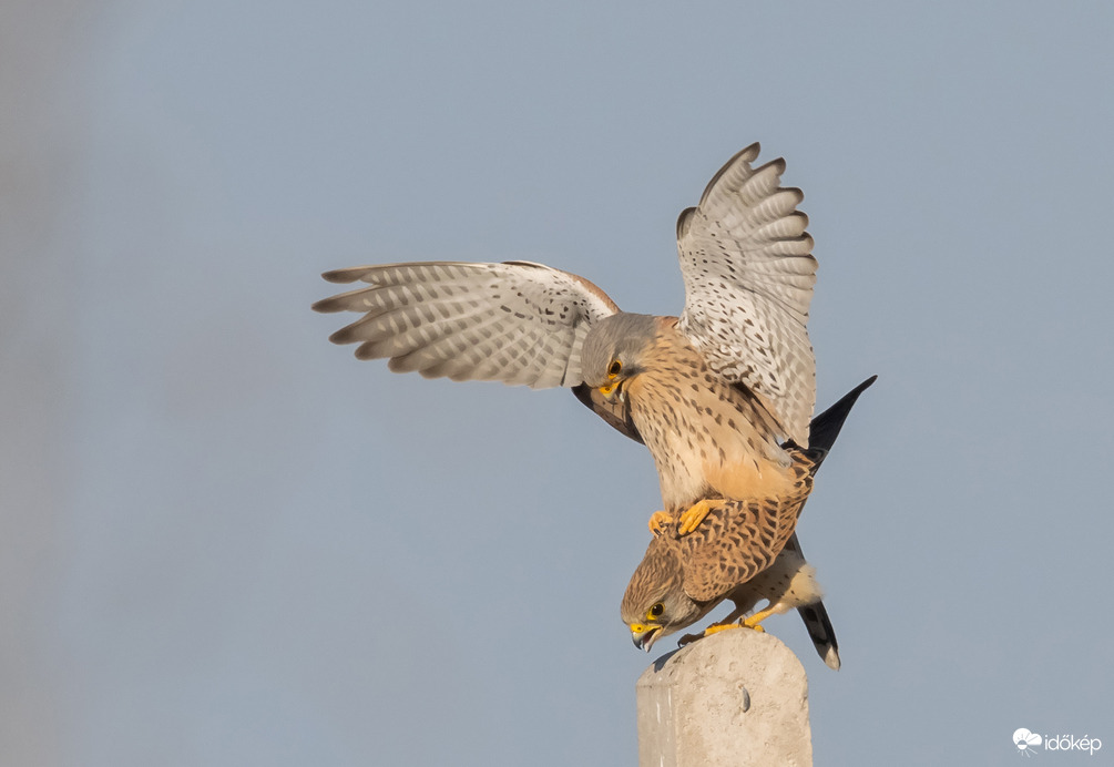A vörös ötven árnyalata